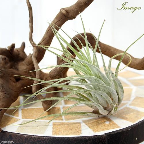 観葉植物 エアープランツ ティランジア コルビー １株 チャーム Charm Paypayモール店 通販 Paypayモール