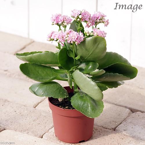 観葉植物 カランコエ クイーンローズフラワー 安い 激安 プチプラ 高品質 ピンク ３ ５号 １鉢