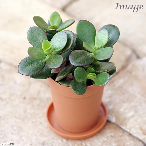 観葉植物 クラッスラ 花月 金のなる木 ２号ロング １鉢 受け皿無し