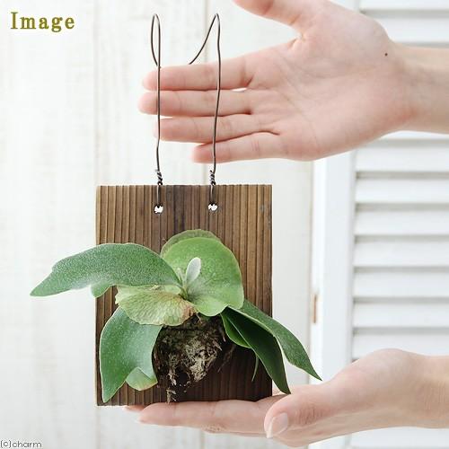 チャーム（charm） （観葉植物）コウモリラン ビカクシダ 焼杉板 壁掛