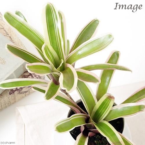チャーム（charm） （観葉植物）ネオレゲリア ファイヤーボール 斑入り