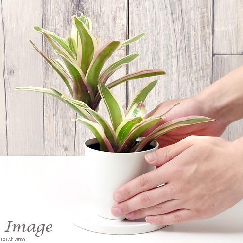 チャーム（charm） （観葉植物）ネオレゲリア ファイヤーボール 斑入り
