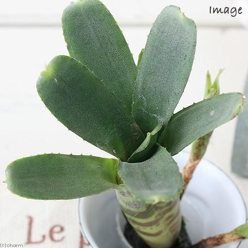 チャーム（charm） （観葉植物）ビバリウムプランツ ブロメリア