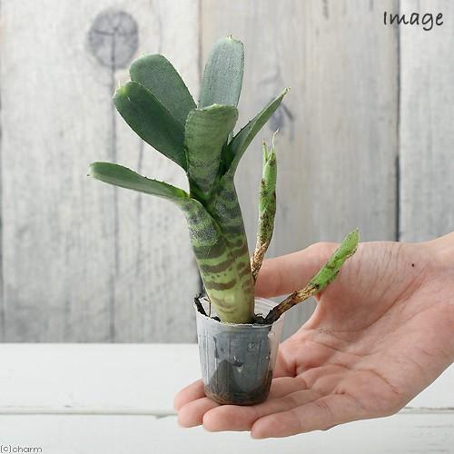 チャーム（charm） （観葉植物）ビバリウムプランツ ブロメリア