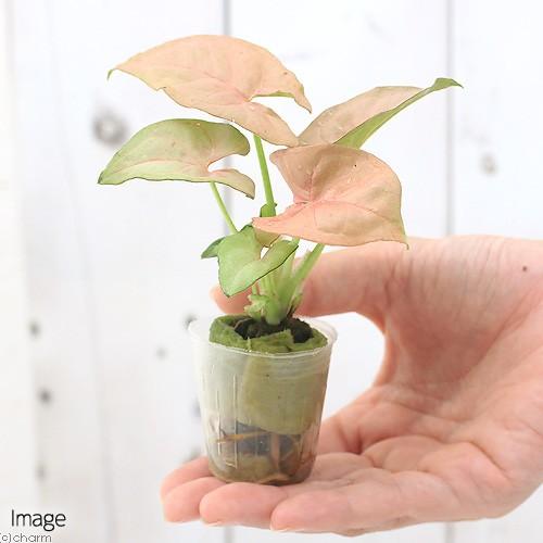 観葉植物 ミニ観葉 オアシス苗 シンゴニウム ピンク １苗 チャーム Charm ヤフー店 通販 Yahoo ショッピング