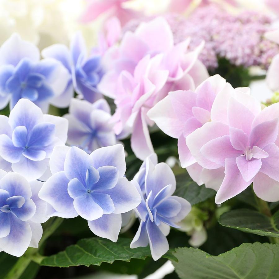 観葉植物 ハイドランジア 西洋アジサイ 品種おまかせ ５号 ３鉢 開花終了株 チャーム Charm Paypayモール店 通販 Paypayモール