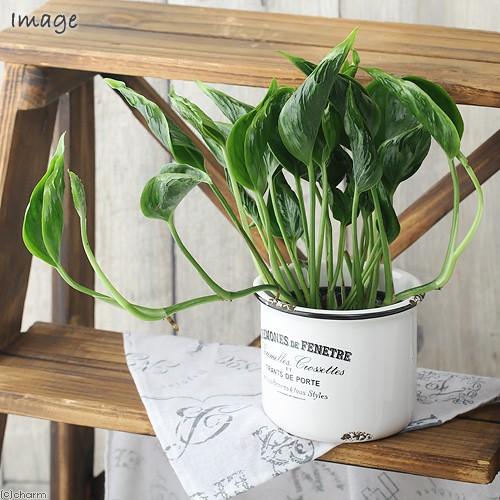 観葉植物 ポトス テルノ シャングリラ ３号 １ポット ｐｖｐ Cnmqualifica Cnm Org Br