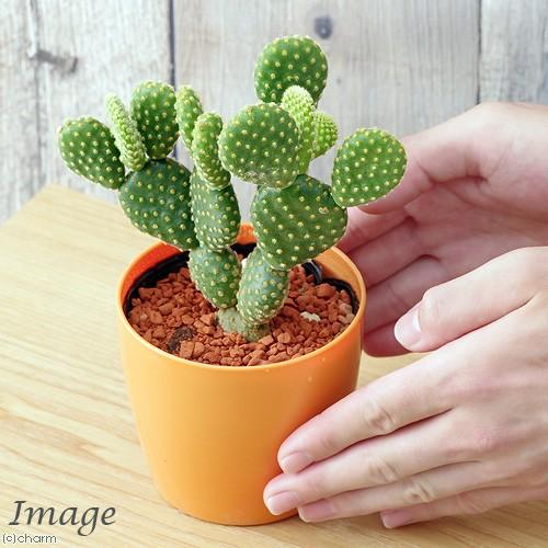 観葉植物 サボテン キンエボシ ３ ３ ５号 １鉢 北海道冬季発送不可 3680 チャーム Charm ヤフー店 通販 Yahoo ショッピング