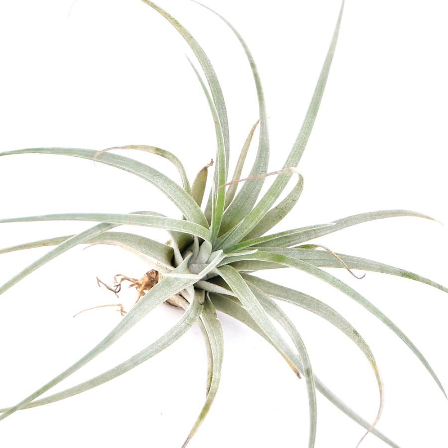 チャーム（charm） （観葉植物）エアープランツ チランジア