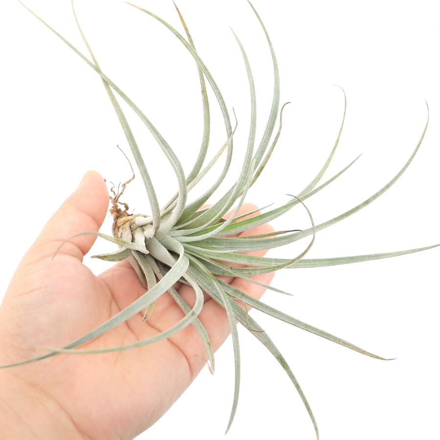 チャーム（charm） （観葉植物）エアープランツ チランジア