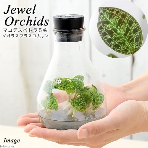 観葉植物 組織培養苗 ジュエルオーキッド マコデス ぺトラ ガラスフラスコ入り １個 冬季発送不可