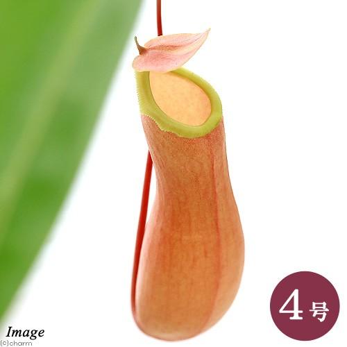 食虫植物）ウツボカズラ ネペンテス アラタ 吊り鉢タイプ 4号（1鉢