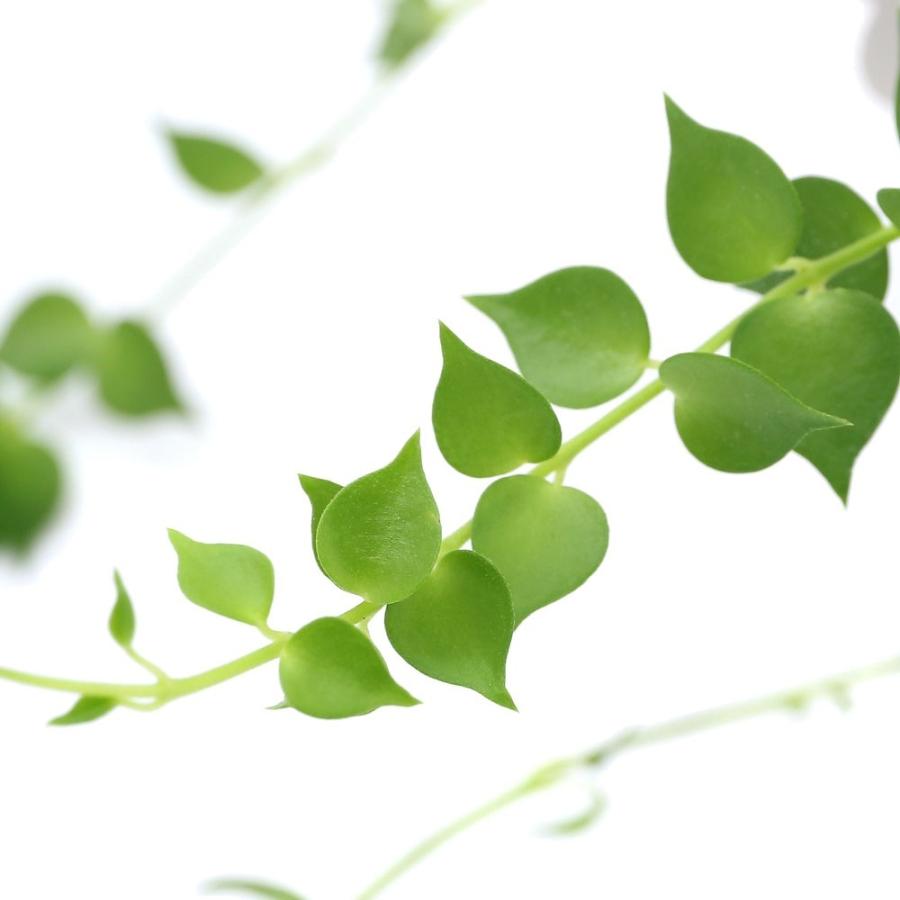 期間限定特価品 観葉植物 ディスキディア ルスキフォリア ミリオンハート ２ ５ ３号 １ポット