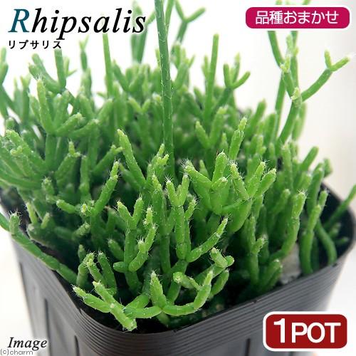 チャーム（ペット） （観葉植物）リプサリス 品種おまかせ 3〜3．5 