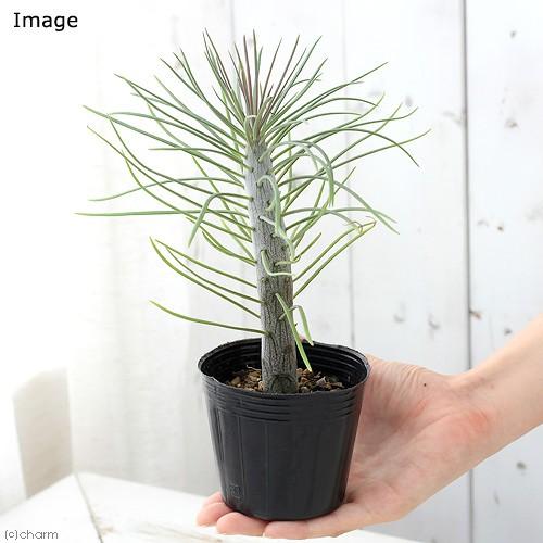 チャーム（charm） （多肉植物）セネシオ クレイニア（モンキーツリー