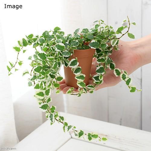 観葉植物 フィカス プミラ サニーホワイト ２号ロング １鉢 チャーム Charm ヤフー店 通販 Yahoo ショッピング