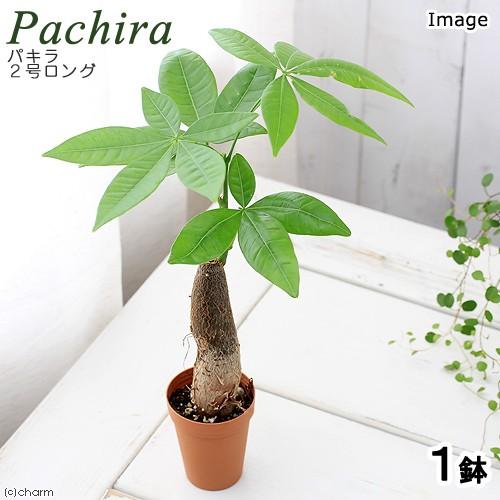 チャーム（charm） （観葉植物）パキラ 2号ロング（1鉢） : チャーム
