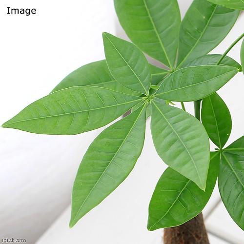 チャーム（charm） （観葉植物）パキラ 2号ロング（1鉢） : チャーム