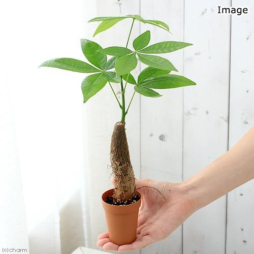 チャーム（charm） （観葉植物）パキラ 2号ロング（1鉢） : チャーム