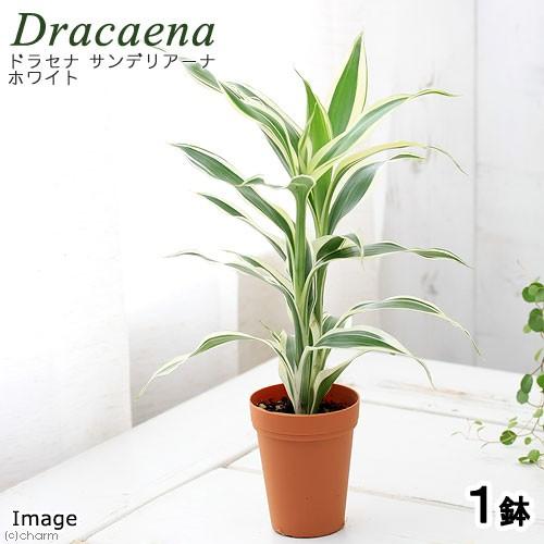 観葉植物 ドラセナ サンデリアーナ ホワイト ２号ロング １鉢 チャーム Charm Paypayモール店 通販 Paypayモール
