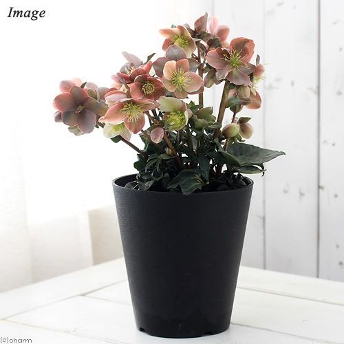 チャーム（charm） （観葉植物）クリスマスローズ マエストロ 5号（1