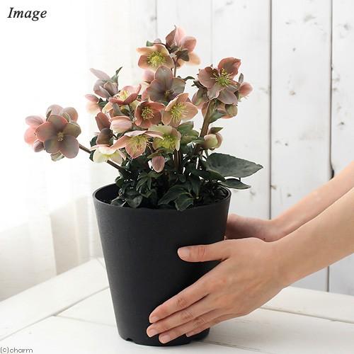 チャーム（charm） （観葉植物）クリスマスローズ マエストロ 5号（1