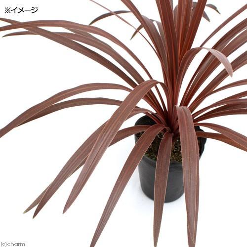 誠実 観葉植物 コルディリネ レッドスター ５ ５ ５号 １ポット Wantannas Go Id