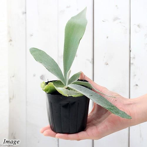 チャーム（charm） （観葉植物）コウモリラン ビカクシダ ビーチー 2