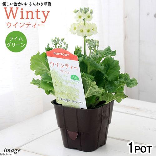 観葉植物 サントリー サクラソウ ウインティー 一重咲き ライムグリーン ３ ５号 １ポット チャーム Charm Paypayモール店 通販 Paypayモール