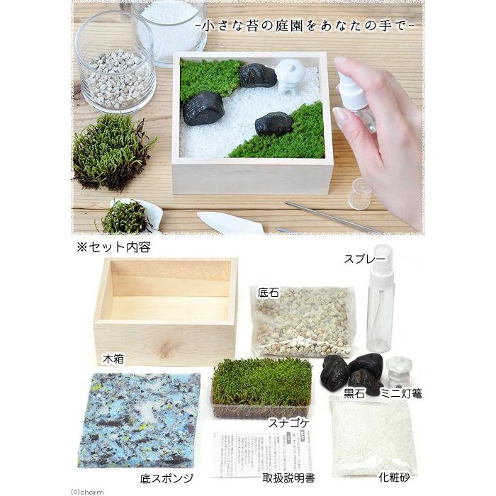 苔盆 １個 苔庭園手作り栽培キット 北海道冬季発送不可 チャーム Charm Paypayモール店 通販 Paypayモール