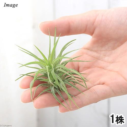 チャーム（charm） （観葉植物）エアープランツ チランジア イオナンタ