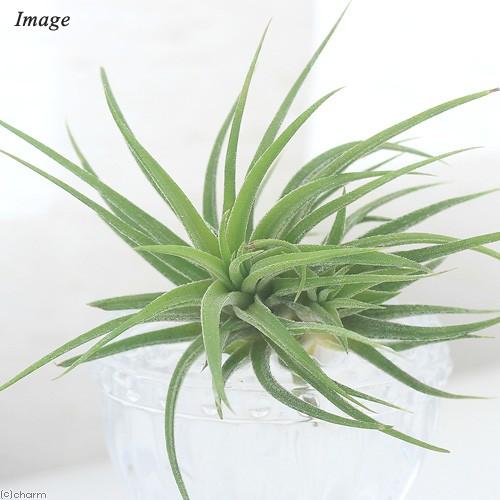 チャーム（charm） （観葉植物）エアープランツ チランジア イオナンタ