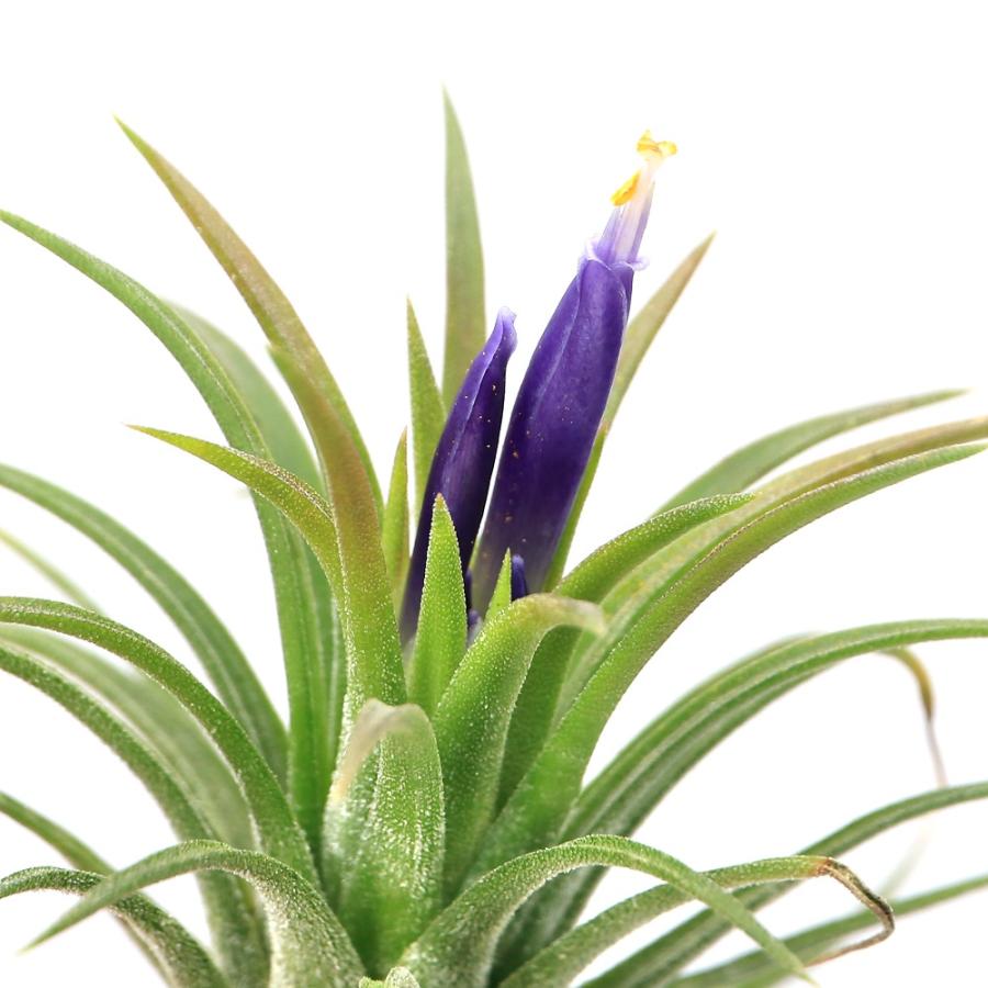 チャーム（charm） （観葉植物）エアープランツ チランジア イオナンタ