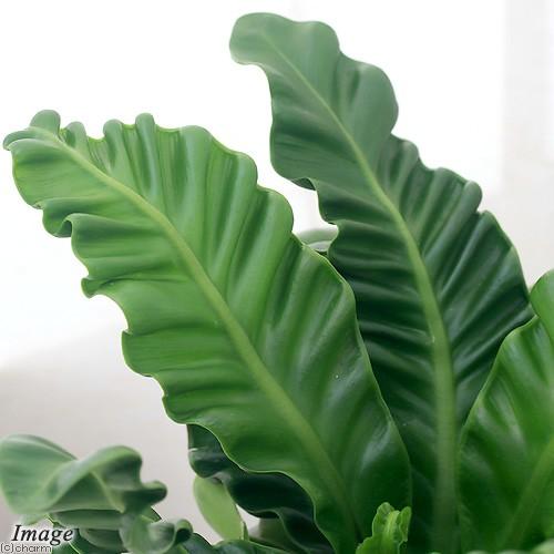 観葉植物 シダ アスプレニウム アビス コブラ ４号 １鉢 チャーム Charm Paypayモール店 通販 Paypayモール