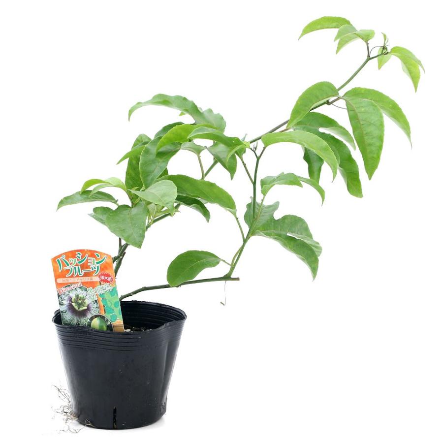 激安挑戦中 観葉植物 緑のカーテン 果樹苗 沖縄 パッションフルーツ イエロー ３ ５号 １ポット 家庭菜園 Aynaelda Com