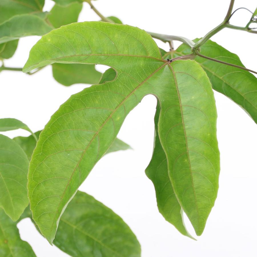 激安挑戦中 観葉植物 緑のカーテン 果樹苗 沖縄 パッションフルーツ イエロー ３ ５号 １ポット 家庭菜園 Aynaelda Com