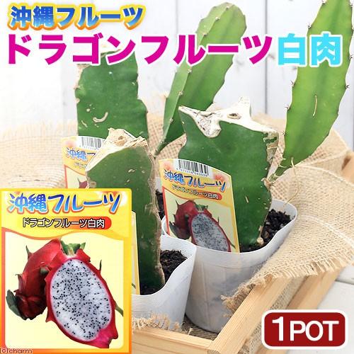 観葉植物 果樹苗 ドラゴンフルーツ 白肉 ３ ５号 １ポット 家庭菜園 沖縄 Llamaarchitects