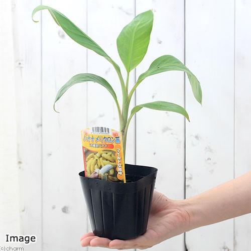 477円 年末年始大決算 観葉植物 果樹苗 沖縄 バナナ 沖縄島バナナ ３ ５号 １ポット 家庭菜園