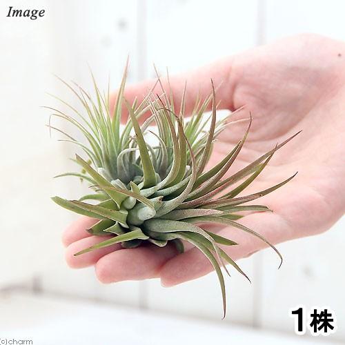 観葉植物）エアープランツ チランジア イオナンタ ルブラ クランプ（1