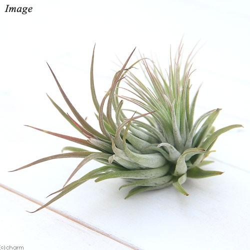 観葉植物）エアープランツ チランジア イオナンタ ルブラ クランプ（1