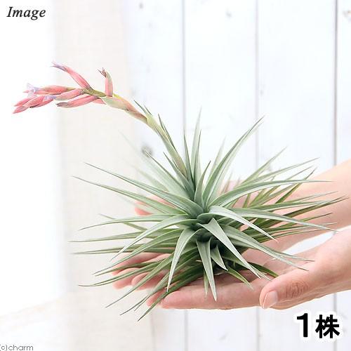 チャーム（charm） （観葉植物）エアープランツ チランジア