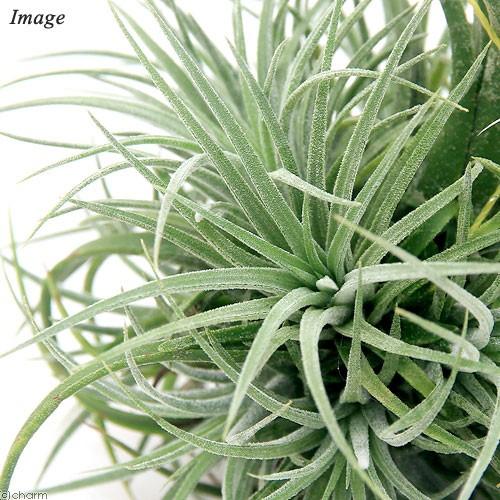 チャーム（charm） （観葉植物）エアープランツ チランジア イオナンタ