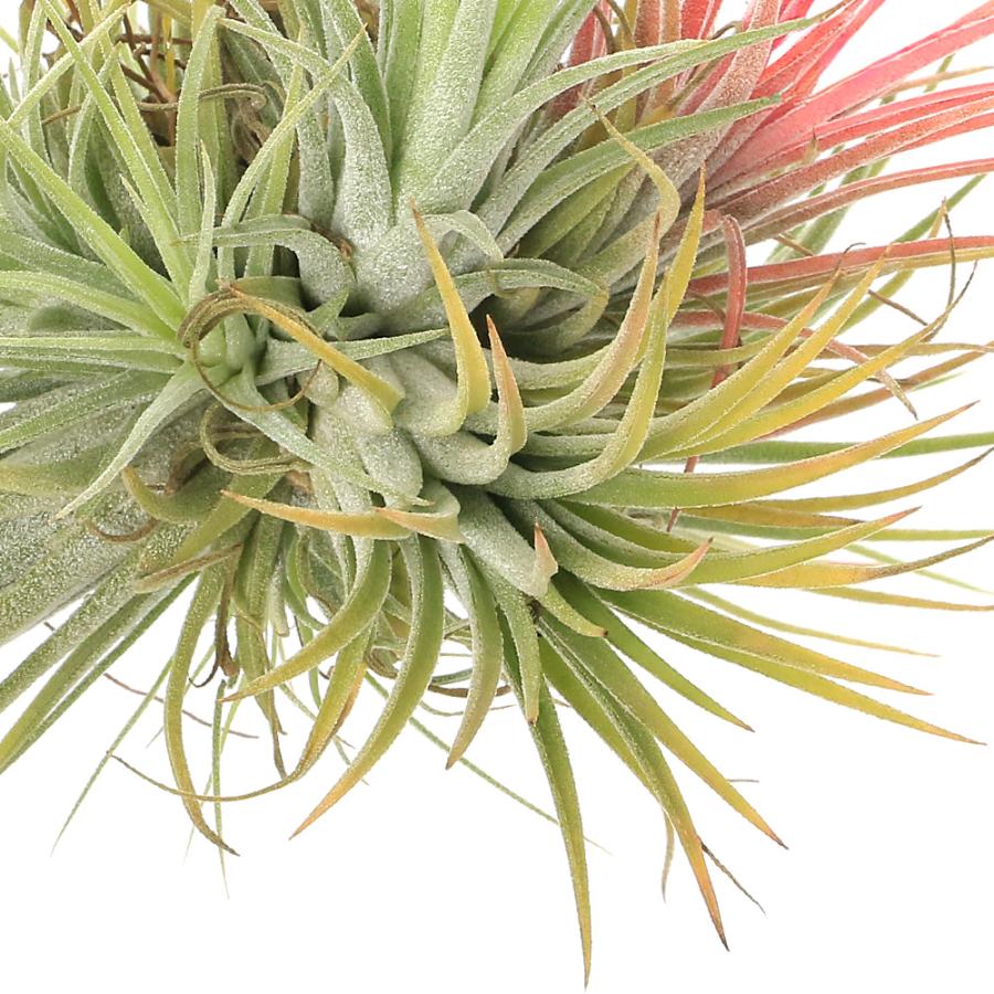 チャーム（charm） （観葉植物）エアープランツ チランジア イオナンタ