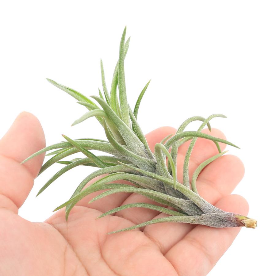 チャーム（charm） （観葉植物）エアープランツ チランジア ネグレクタ