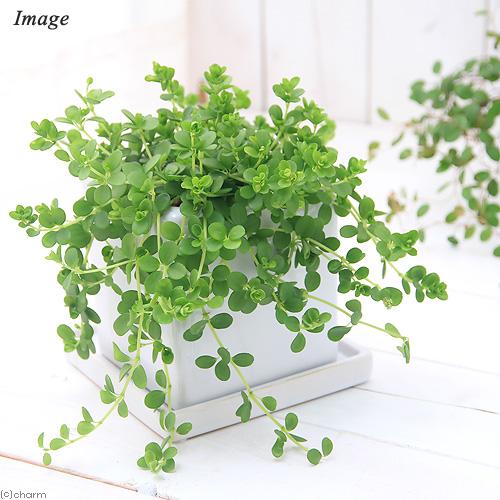 観葉植物 ペペロミア デピーナ 陶器鉢植え ダイスｍ ｗｈ １鉢 受け皿付き 北海道冬季発送不可 チャーム Charm Paypayモール店 通販 Paypayモール