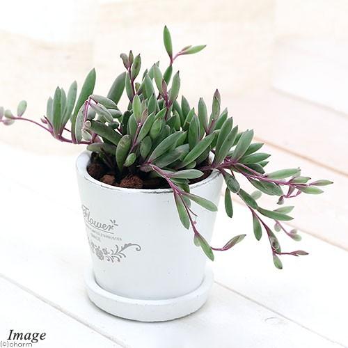 観葉植物 ルビーネックレス フレグランドラウンドポットｘｘｓ １鉢 受け皿付き 大注目