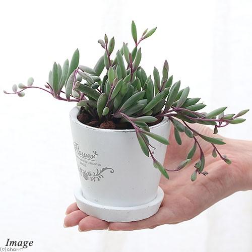 観葉植物 ルビーネックレス フレグランドラウンドポットｘｘｓ １鉢 受け皿付き 大注目