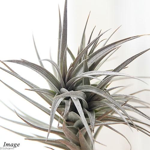 観葉植物 エアープランツ ティランジア アエラントス ニグラ ｍサイズ １株 チャーム Charm Paypayモール店 通販 Paypayモール