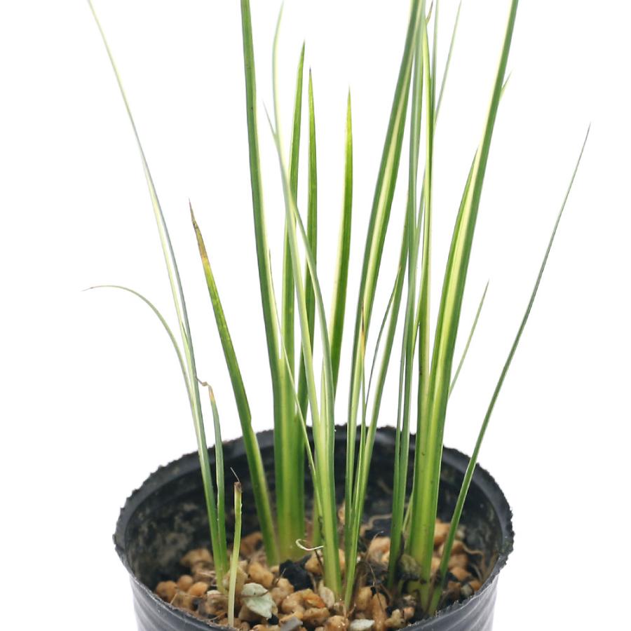 観葉植物 ビバリウムプランツ フイリセキショウ 斑入り石菖 ３ｃｍポット １ポット 北海道冬季発送不可 チャーム Charm Paypayモール店 通販 Paypayモール