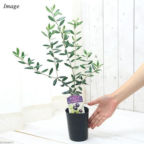 大人女性の 観葉植物 果樹苗 オリーブの木 ネバディロブランコ ３ ５号 １鉢 家庭菜園 Globescoffers Com